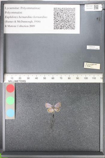 Media type: image;   Entomology 103207
